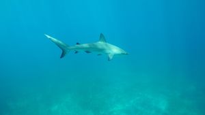 Sharks of the Bermuda Triangle's poster