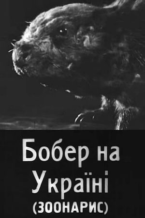 Beavers in Ukraine's poster
