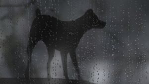 Heart of a Dog's poster