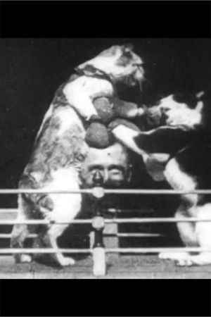 The Boxing Cats's poster