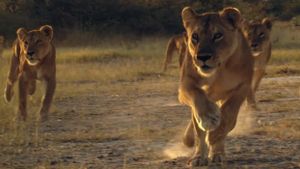 Lion Brothers: Cubs to Kings's poster