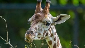 Maman girafe's poster
