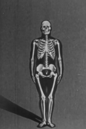 Human skeleton, structure and joints - Part I's poster