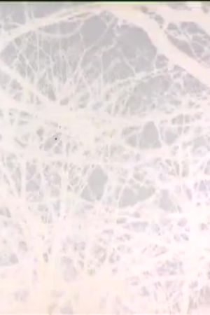Leafless's poster image