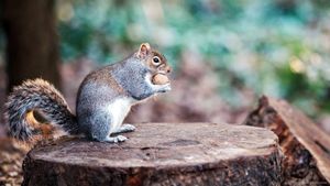 The Super Squirrels's poster