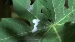 The Scent of Green Papaya's poster