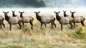 The Olympic Elk's poster