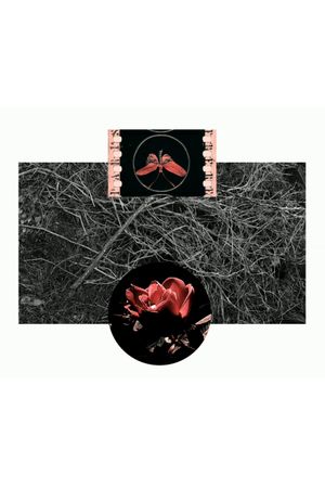 the rose and the butterfly's poster