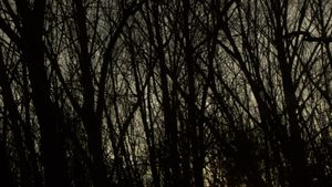 Hymn from the Hive's poster