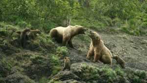 Grizzly Empire's poster