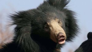 Sloth Bears: Birth of a Prince's poster