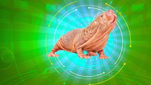 Naked Molerat: Nature’s Weirdest Superhero's poster