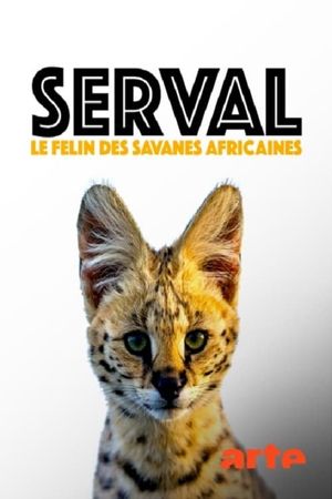 Servale - Afrikas unbekannte Katzen's poster image