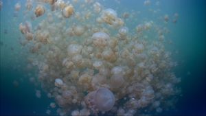 The Living Sea's poster