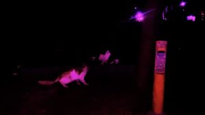 Being a Cat: Catrian & Catherine's poster
