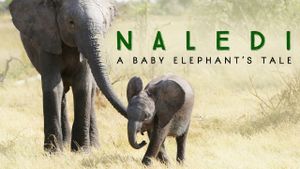 Naledi: A Baby Elephant's Tale's poster