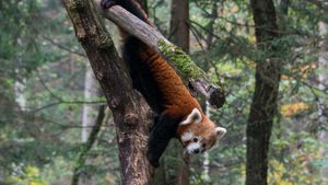 Red Panda: World's Cutest Animal's poster