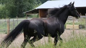 Black Beauty's poster