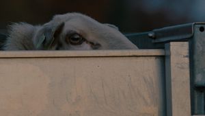 Sheep's poster