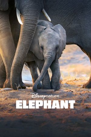 Elephant's poster