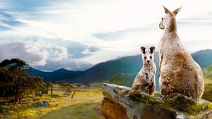 Kangaroo Valley's poster