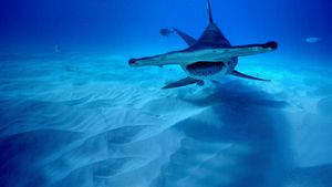 Shark Superpower's poster