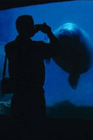 The Aquarium's poster