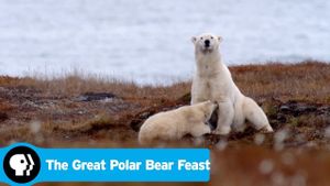 The Great Polar Bear Feast's poster