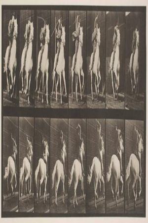 Gallop; Saddle; Thoroughbred Bay Horse Bouquet's poster