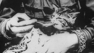 The Sick Kitten's poster