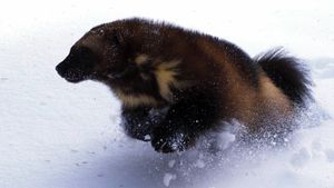 Wolverine - Chasing the Phantom's poster