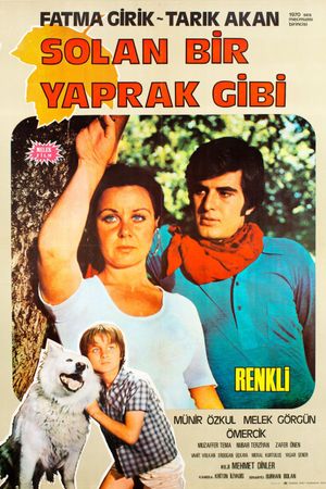 Solan Bir Yaprak Gibi's poster