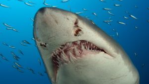 Deep Sea 3D's poster