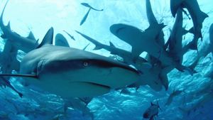 Diving with Sharks: The Ultimate Guide's poster
