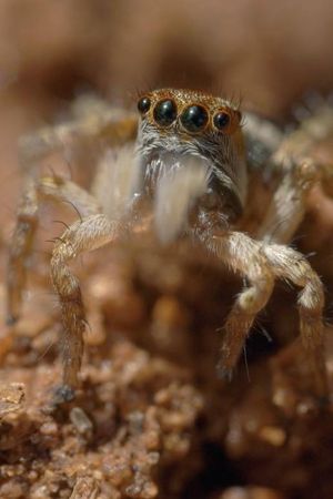 The World According to Jumping Spiders's poster