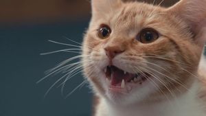 Inside the Mind of a Cat's poster
