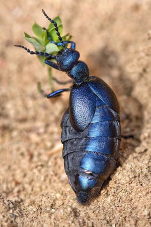 Fabulous Insects - Beetles's poster