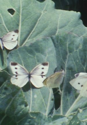 The Cabbage Butterfly's poster