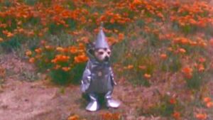 The Tin Woodman's Home Movie #2: California Poppy Reserve, Antelope Valley's poster