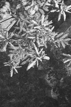 Configuration in Black and White's poster