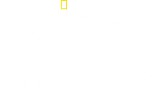 Most Wanted Sharks's poster