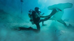Man vs. Shark's poster