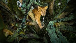 Tree Climbing Lions's poster