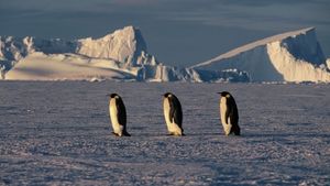 March of the Penguins's poster