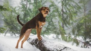 A Dog's Way Home's poster