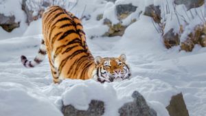 The Great Return of the Siberian Tiger's poster