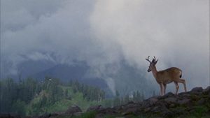The Deer Hunter's poster