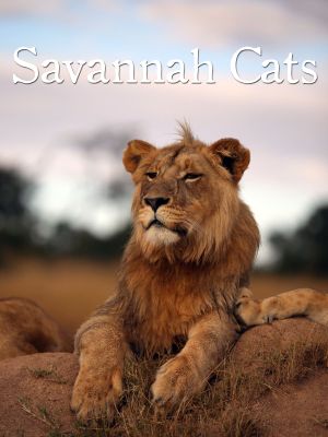 Savannah Cats's poster