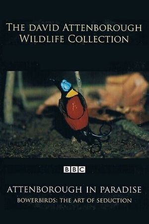 Bowerbirds: The Art of Seduction's poster