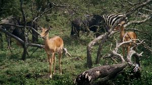 African Bambi's poster